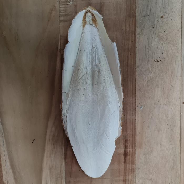 Tulang Sotong Kalsium Ukuran 20 - 22Cm Pakan Burung