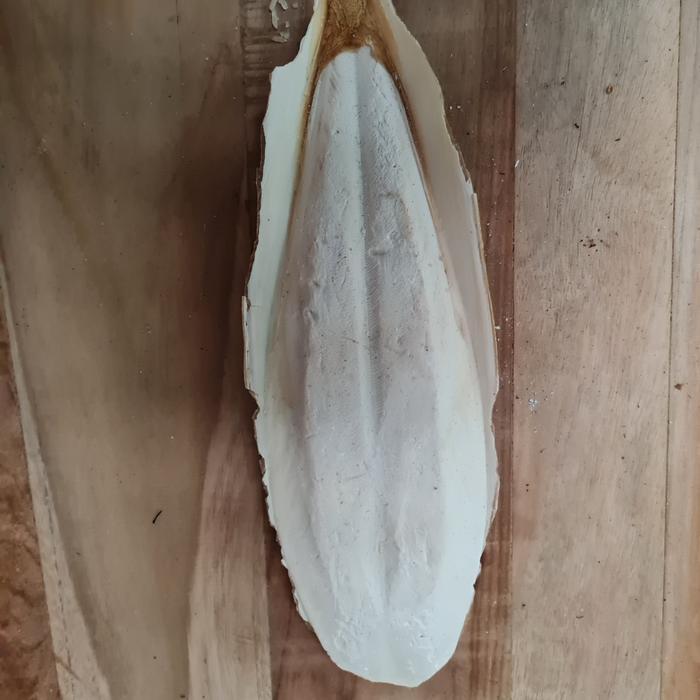 Tulang Sotong Jumbo Ukuran 23 - 25Cm