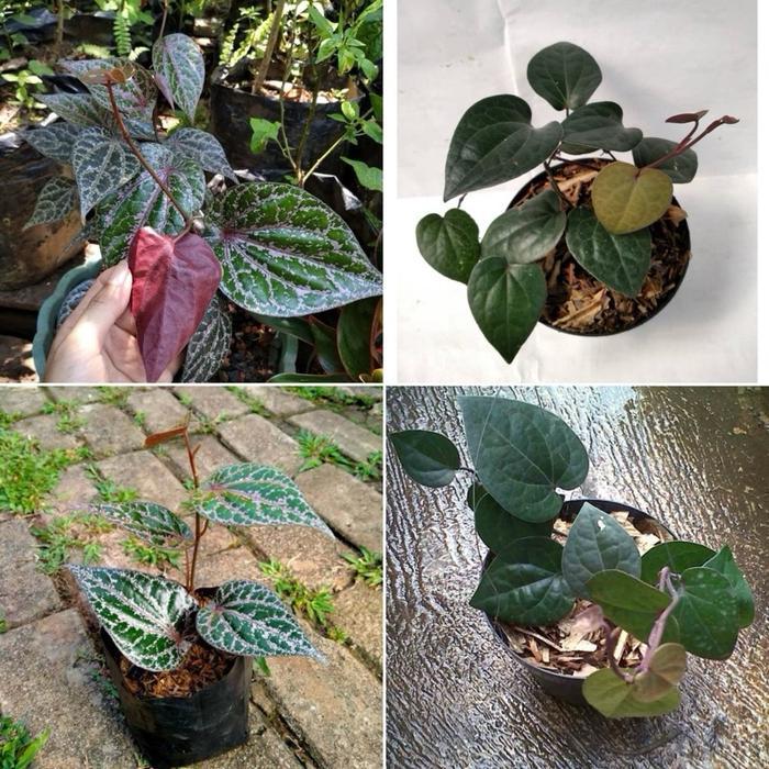 Bibit Tanaman Daun Sirih - Tanaman Daun Sirih - tanaman herbal - ready stok