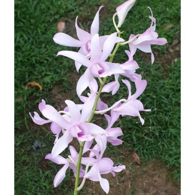 Anggrek Dendrobium Chanel - Bunga hias anggrek-bunga anggrek