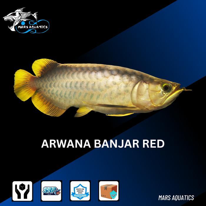 TEREMURAHTERLARIS READY SILAHKAN DIORDER IKAN HIAS IKAN BANJAR ARWANA RED BANJAR ARWANA BANJAR RED