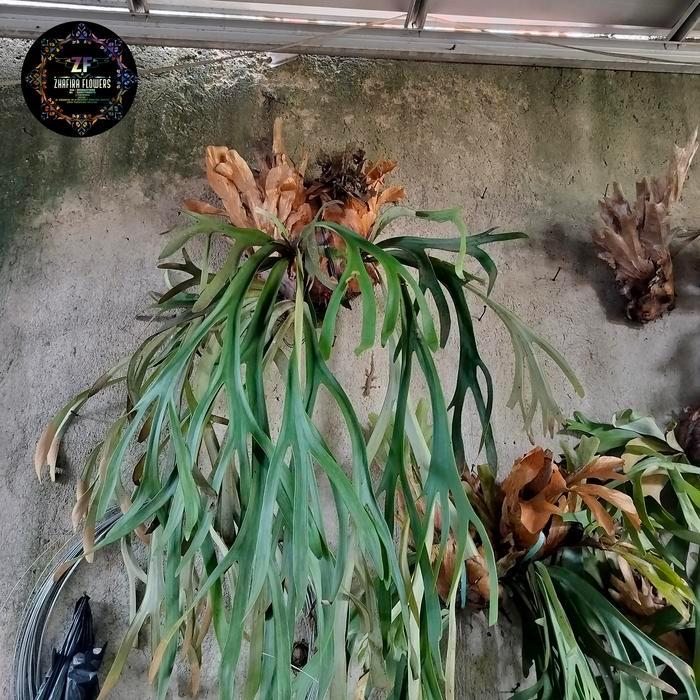tanaman hias kadaka tanduk rusa jumbo