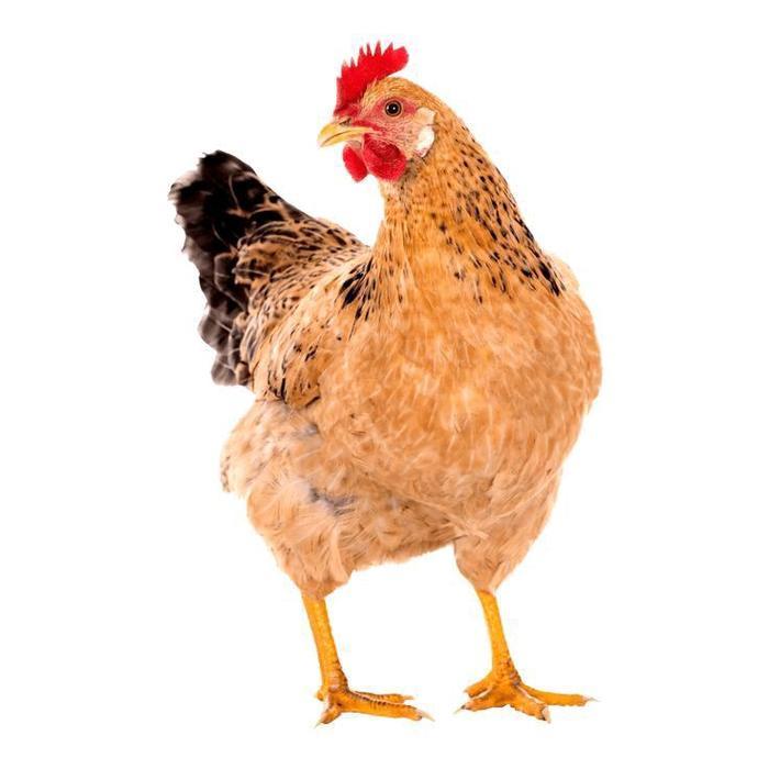 "New" Ayam Kampung Muda Fresh Perekor
