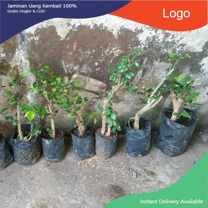 Bibit Tanaman Bonsai Serut