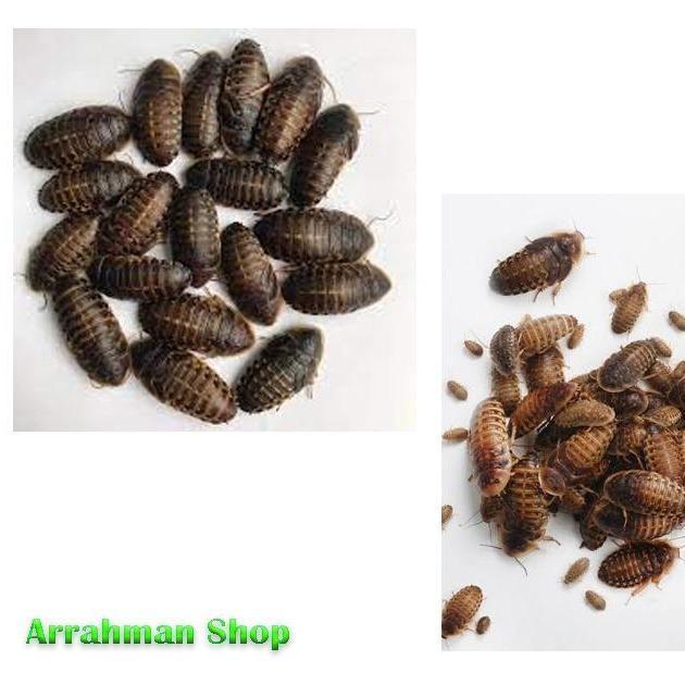 Kecoa Dubia - Makanan Ikan Arwana Kecoa Dubia - Pakan Burung/Reptil