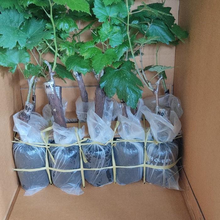 Thebest- bibit anggur import moondrop original