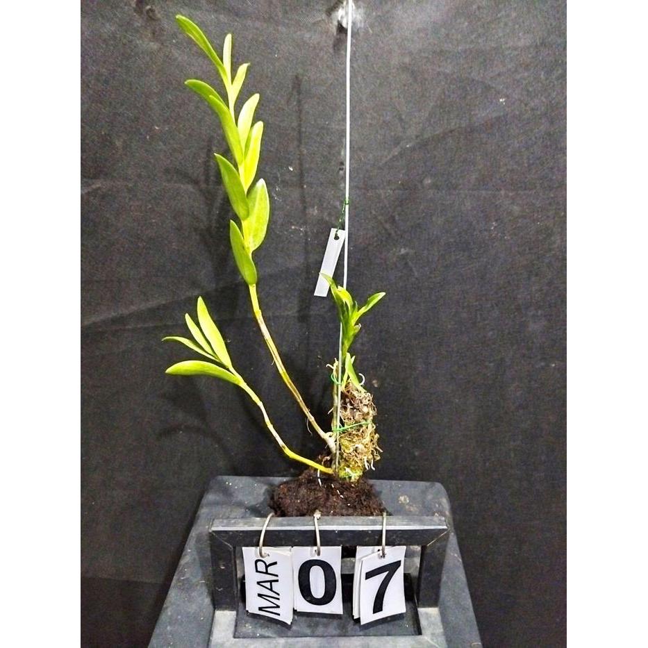 [ DEWASA ] Dendrobium leporinum
