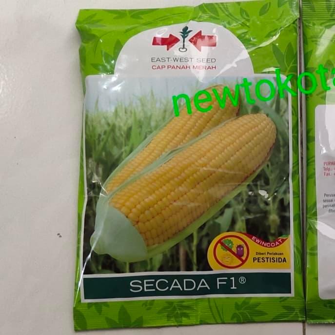 Pesona_Mimin Benih Jagung Manis Secada 88 F1 1800 Butir Dari Panah Merah Jagung Manis Hibrida Secada