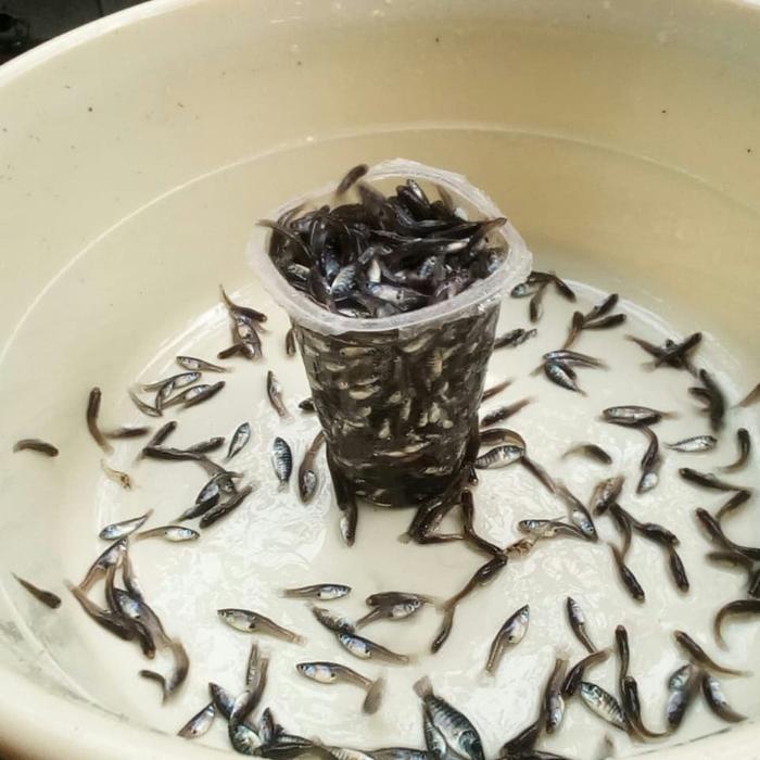 Ikan cere pakan predator kemasan jumbo