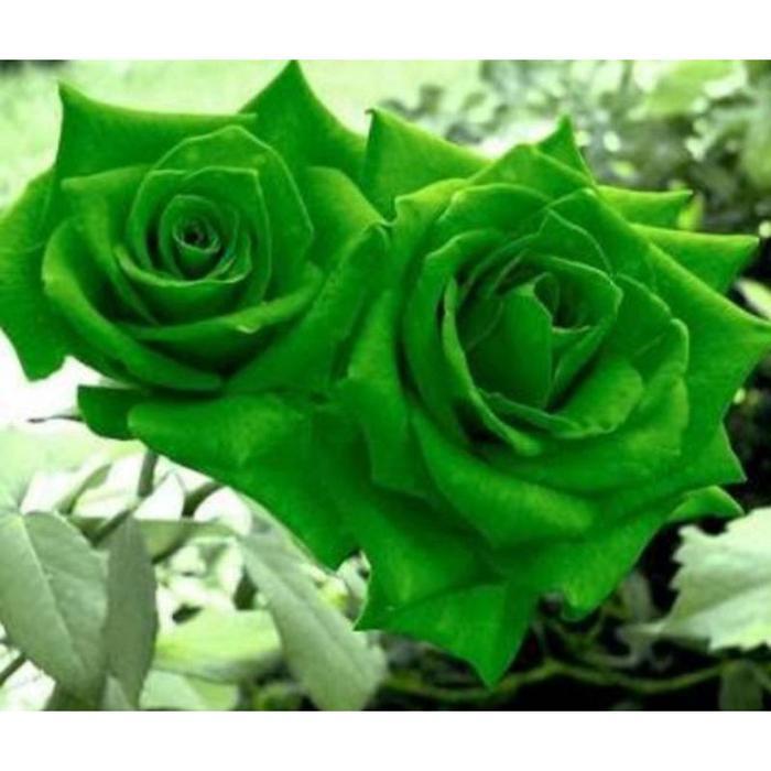 TANAMAN HIAS BUNGA MAWAR LANGKA//GREEN - MAWAR BUNGA HIAS - TANAMAN HIAS HIDUP - TANAMAN HIAS BUNGA
