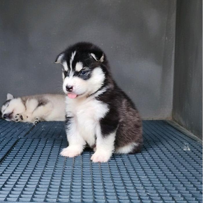 PROMO MURAH anjing siberian husky ada jantan betina