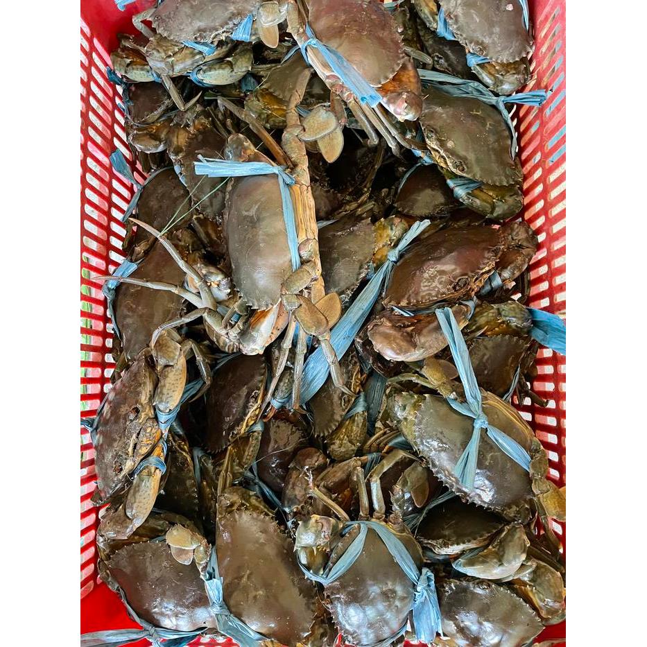 Kepiting Hidup Telur Super Gendut 1Kg Isi 4
