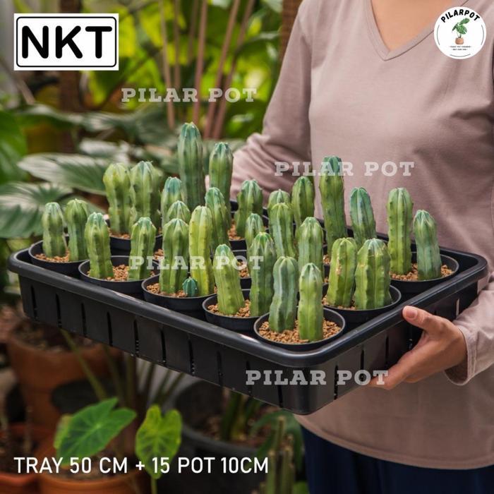 1 Set Tray + 15 Pcs Pot Hitam 10Cm Tray Nkt 50Cm Tray Semai Bibit