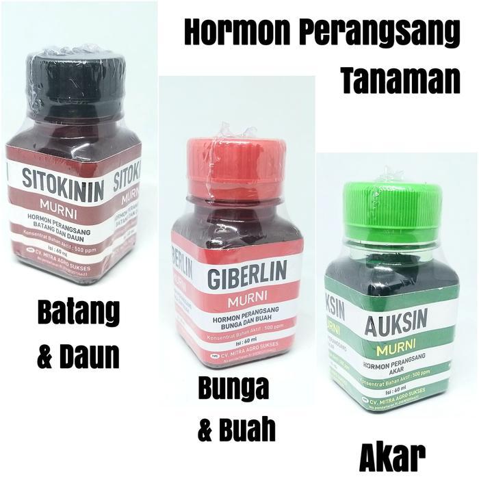 Pesona_Mimin Hormon Tanaman Auksin Sitokinin Giberlin