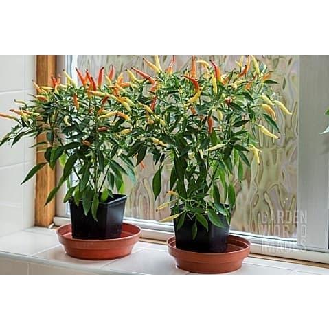 Bibit Benih Biji Cabe Hias Pedas Sparkler Hot Pepper Mudah Tumbuh