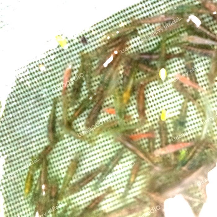 udang hidup pakan ikan predator