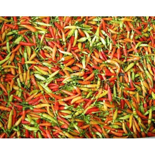 35 biji benih cabe-rawit super pedas/ cabe setan