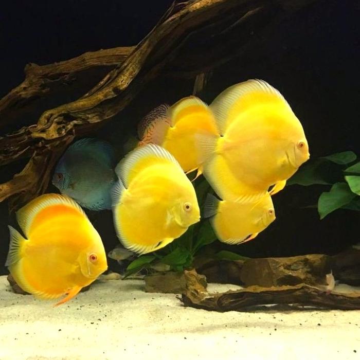 BEST SELLER DISCUS GOLDEN / DISCUS YELLOW / DISKUS / GOLDEN DISCUS / IKAN HIAS