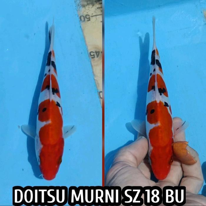 TEREMURAHTERLARIS READY SILAHKAN DIORDER KOI BLITAR SANKE DOITSU READY CHAGOI KOHAKU SHOWA KUJAKU