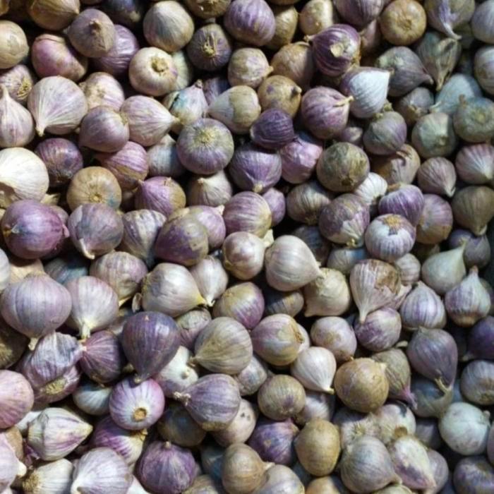 Bawang Putih Lanang 1Kg Ukuran Kecil Sortir Bersih Terbaru