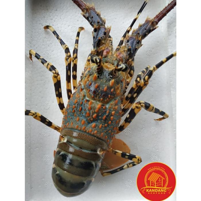Baby Lobster Hidup Live Seafood Premium