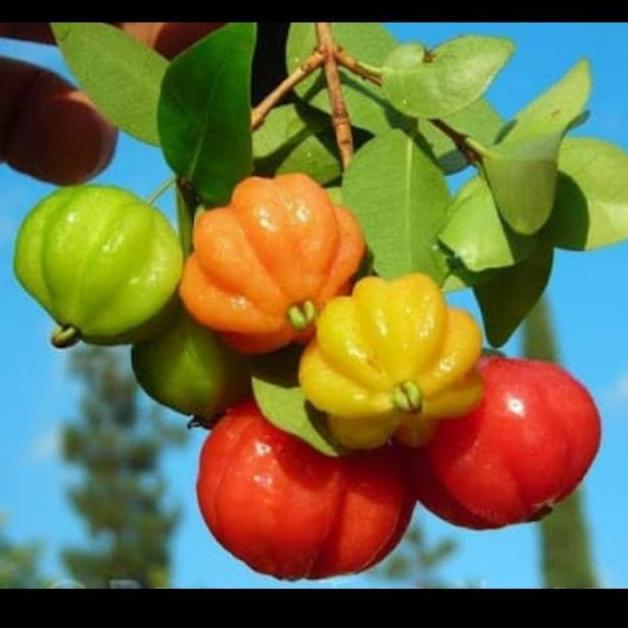 Terlaris Bibit Dewandaru Cermai Belanda bahan bonsai benih pohon