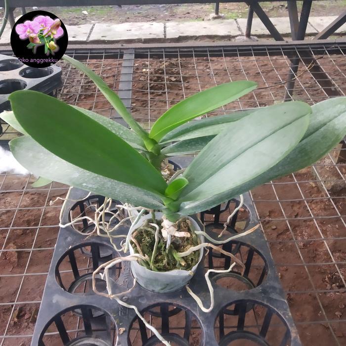 Anggrek Bulan Dewasa (Pasca Siap Berbunga)