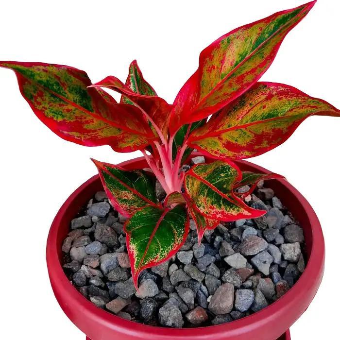 Swaylineshop Aglonema Red Aurora - Aglonema Siam Aurora - Aglonema Red Lipstik Tanaman