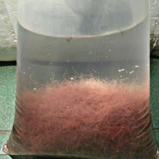 Cacing sutra hidup/pakan ikan hias/pakan baby ikan/casut