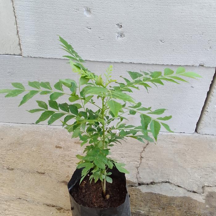 Bibit Pohon Kari Koja Tanaman Kari