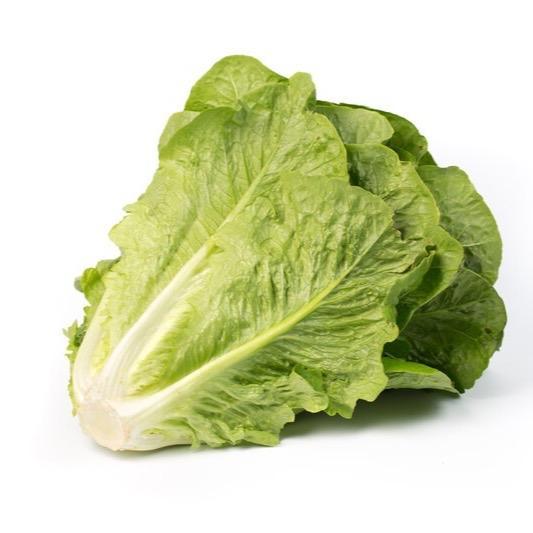 Benih Selada Romaine RZ Maximus Rijk Zwaan 1000 seeds