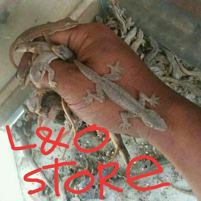 cicak hidup pakan reptil,ikan,predator