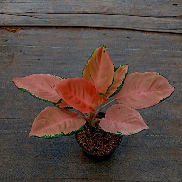 Tanaman Aglaonema Sultan Brunai - Keindahan Daun Elegan dan Exotis