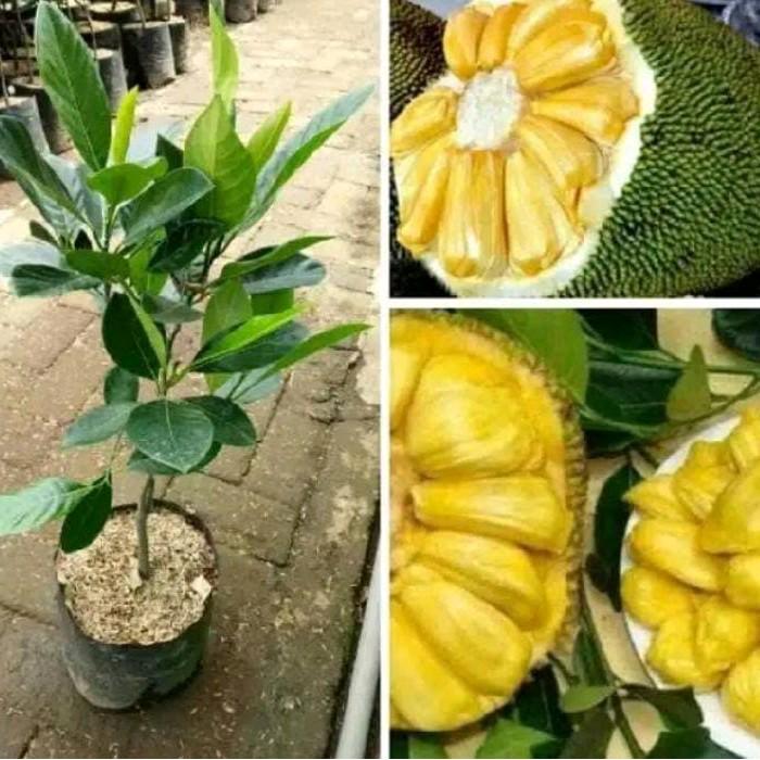 Bibit Nangka Madu (BBT NANGKA MADU OKULASI)