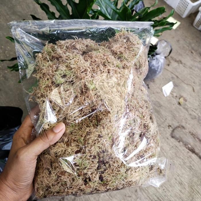 "New" Spagnum moss, moss putih lokal murah, media tanam moss 100 gram