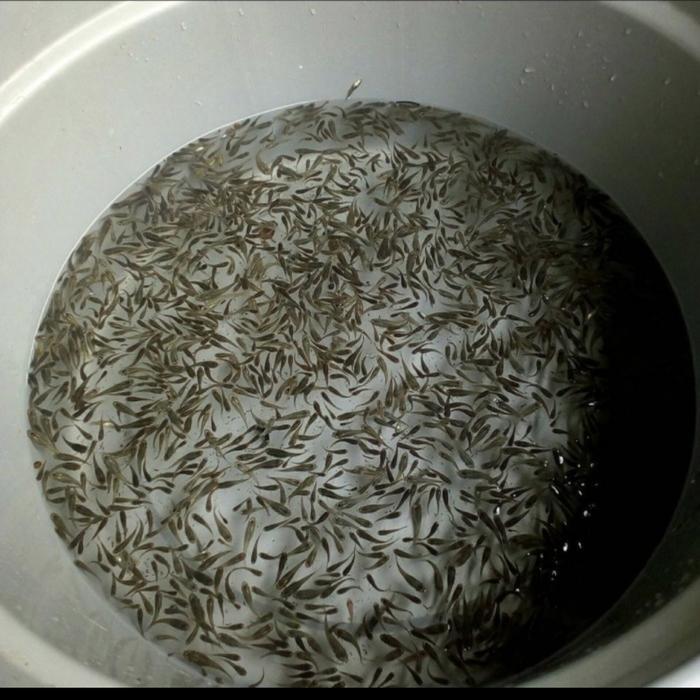 ikan cere hidup pakan predator per bungkus ikan cere setu kali