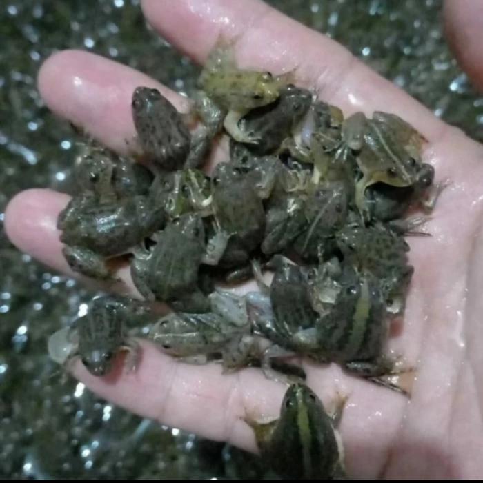kodok sawah hidup 4cm katak air pakan arwana ikan predator per 100ekor