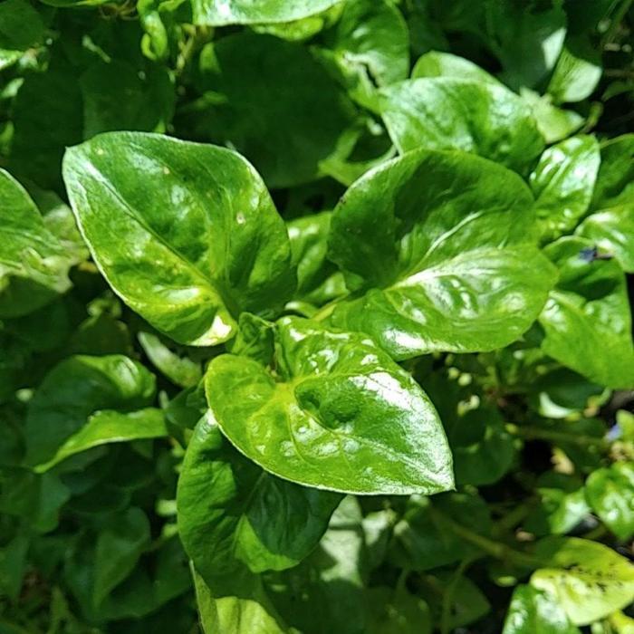 Bayam brazil sayur berkhasiat antioksidan kesehatan tulang import Bibit Tanaman Alami