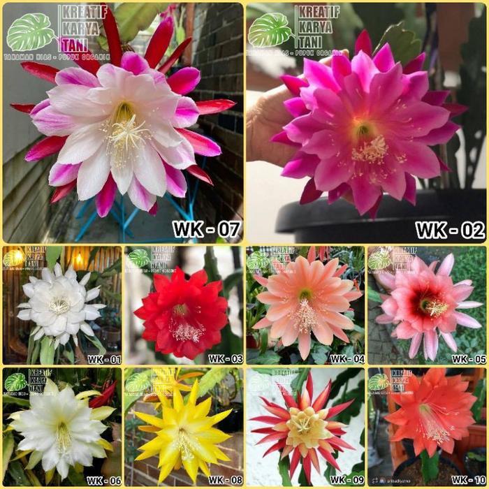 TANAMAN HIAS WIJAYA KUSUMA - BUNGA WIJAYA KUSUMA - BUNGA WIJAYA KUSUMA - BUNGA GANTUNG WIJAYA KUSUMA