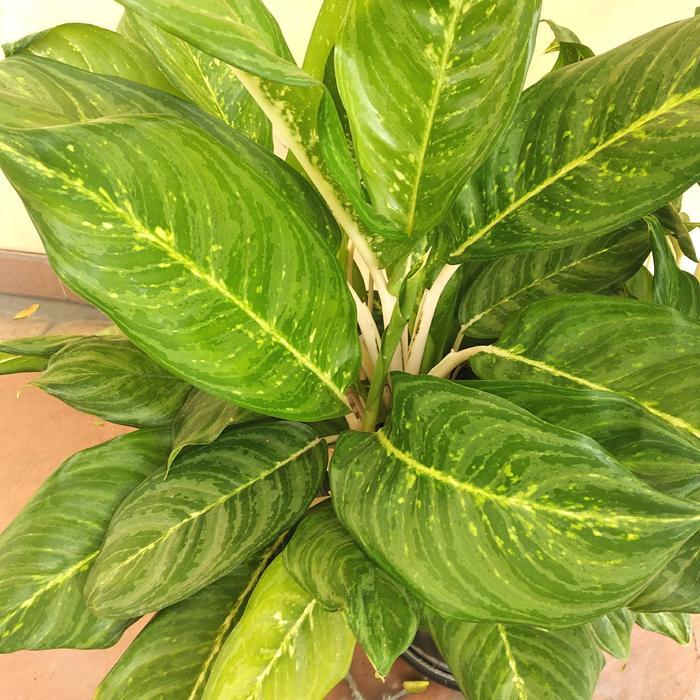 Tanaman Hias Sri rejeki Aglonema dalam pot besar Feng sui Hoki