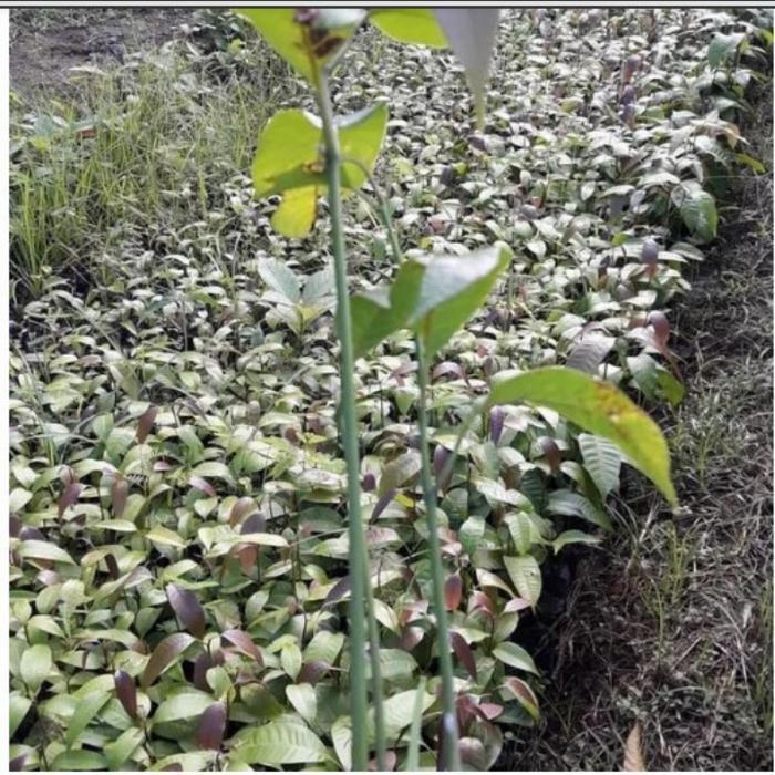 Pesona_Mimin Paket Hemat 5 Bibit Mangga Seedling