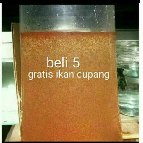 Kutu Air / Kutir / kutu air pakan ikan / kutir pakan burayak