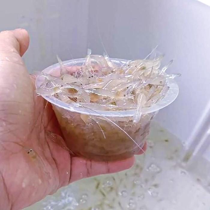 Pakan Udang Sawah Hidup Per Cup / Pakan Hidup Ikan Predator