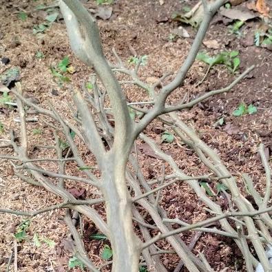 Koralineshop Bahan Bonsai Brazilian Rain Tree Cangkok Tekstur Btg Berotot Blimbing