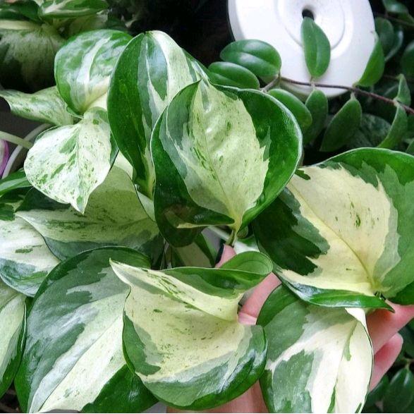 sirih manjula sirih manjula sirih manjula sirih manjula