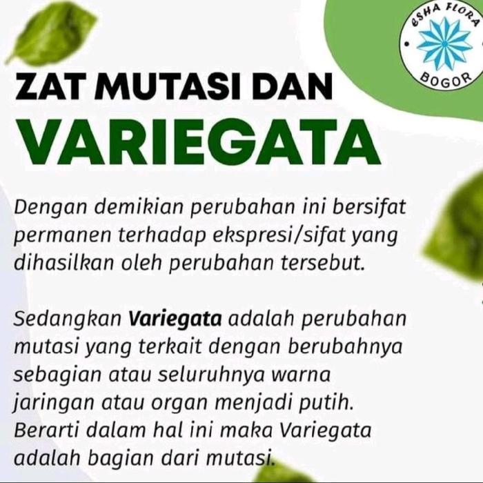 "New" Zat Mutasi Variegata Esha Flora