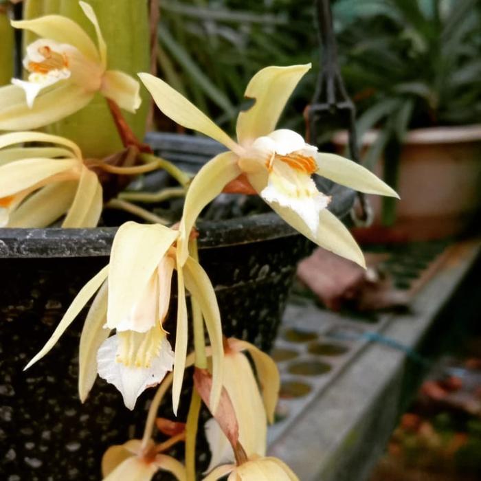 Swaylineshop Anggrek Coelogyne Rochussenii Dewasa