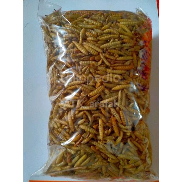 Manggot Bsf Manggot Kering Pakan Ikan Predator Louhan Channa Arwana