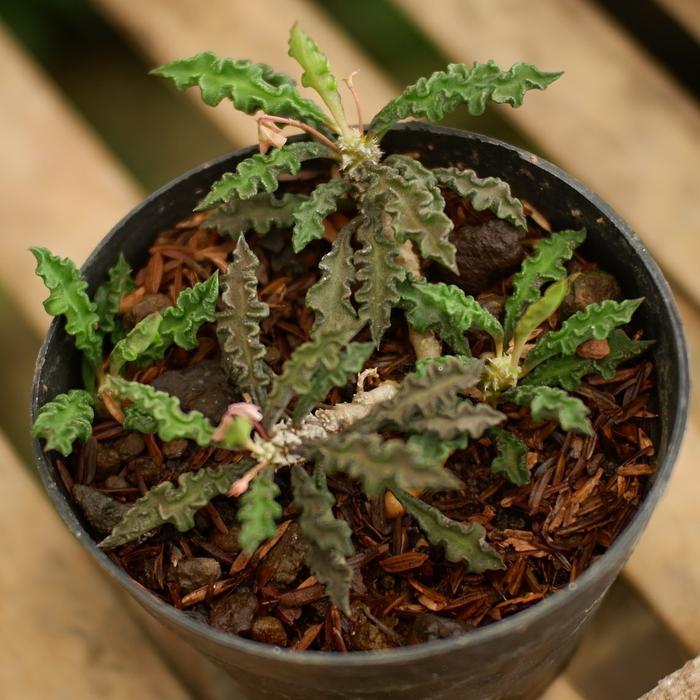 Argotech_ Kaktus Sukulen Euphorbia Decaryi