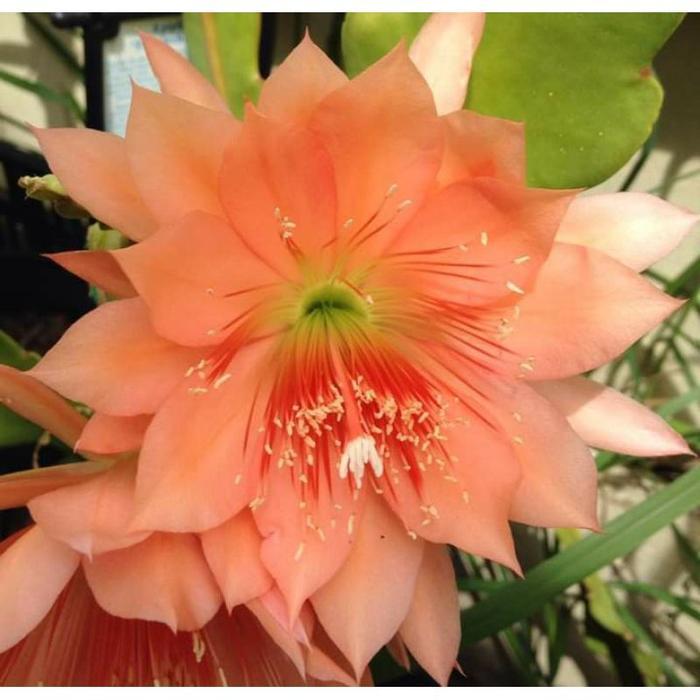 tanaman hias hybrid wijaya kusuma tasbih PEACH MAGICBUNGA WIJAYA KUSUMA/WIJAYA KUSUMA BUNGA